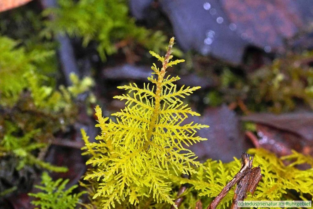 Tamarisken-Thujamoos (Thuidium tamariscinum), Schurenbachhalde, 17.01.2026