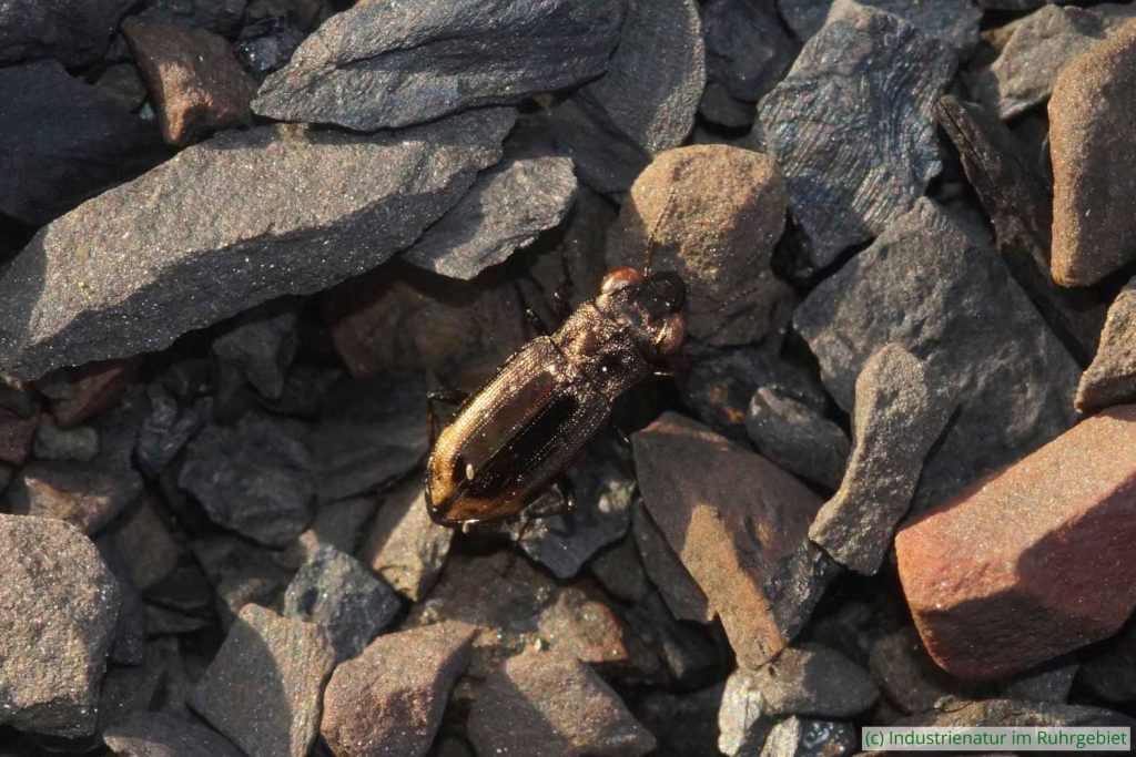 Zweifleckiger Laubläufer (Notiophilus biguttatus), Schurenbachhalde, 17.01.2026