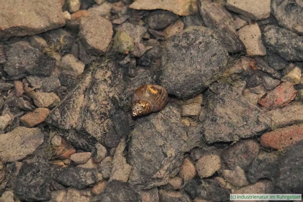 Juvenile Spitze Blasenschnecke (Physella acuta), Schurenbachhalde, 17.01.2026