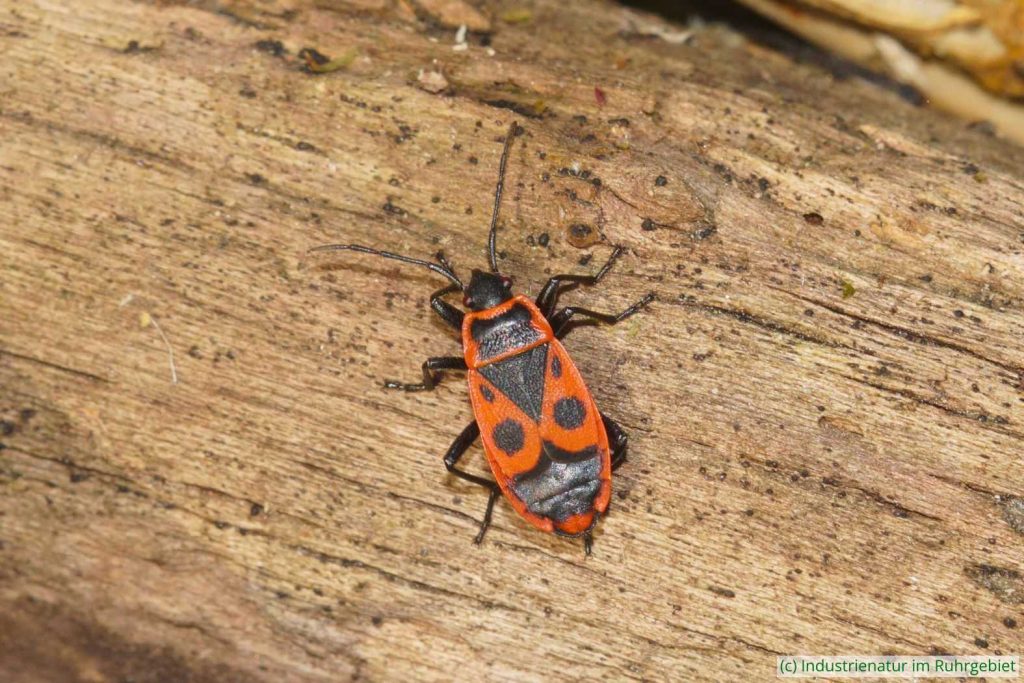 Gemeine Feuerwanze (Pyrrhocoris apterus), Schurenbachhalde, 17.01.2026