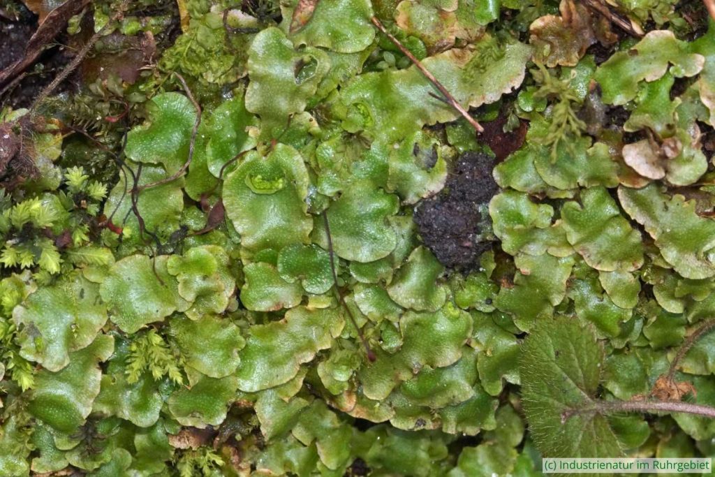 Kreuz-Mondbechermoos (Lunularia cruciata), Schurenbachhalde, 30.01.2024