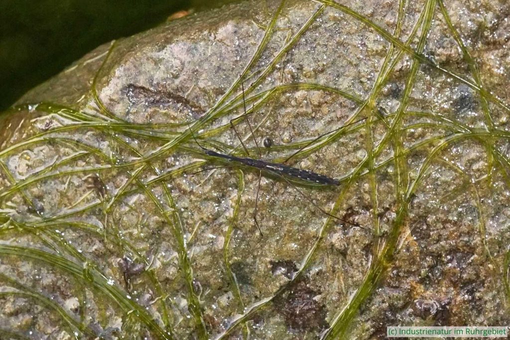 Gemeiner Teichläufer (Hydrometra stagnorum), Schurenbachhalde, 20.05.2024