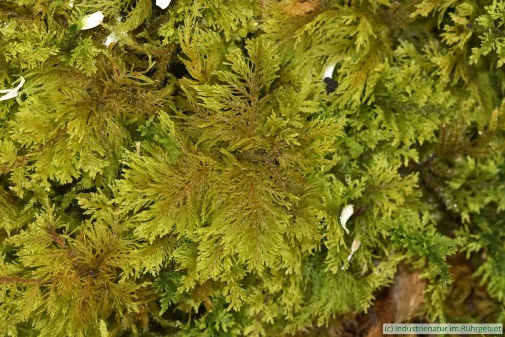 Tamarisken-Thujamoos (Thuidium tamariscinum), Schurenbachhalde, 20.05.2024