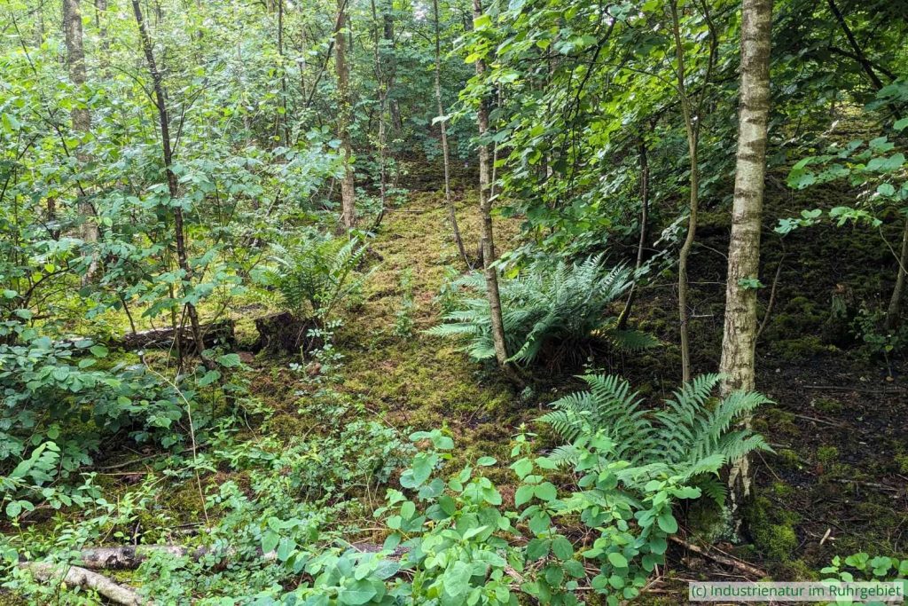 Moosreicher Wald an der Nordflanke der Schurenbachhalde, 20.05.2024