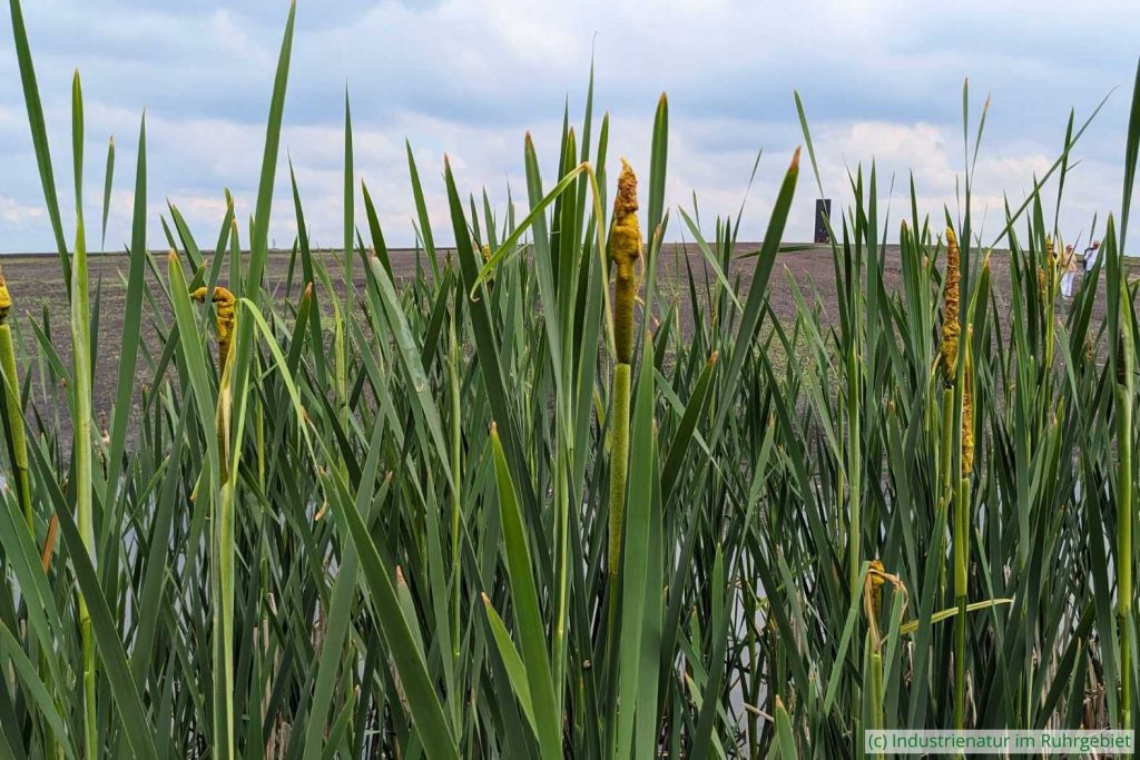 Rohrkolben (Typha sp.), Schurenbachhalde, 20.05.2024