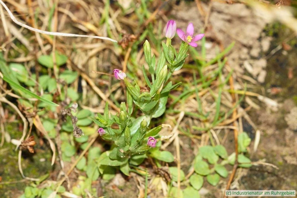 Kleines Tausendgüldenkraut (Centaurium pulchellum), Schurenbachhalde, 27.07.2024