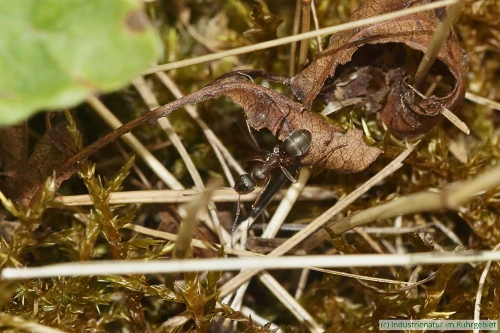 Waldameise (Formica sp.), Schurenbachhalde, 27.07.2024