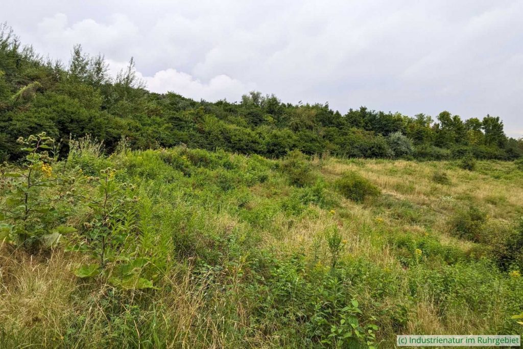 Hochstauden am oberen Rand der Wiese, Schurenbachhalde, 27.07.2024