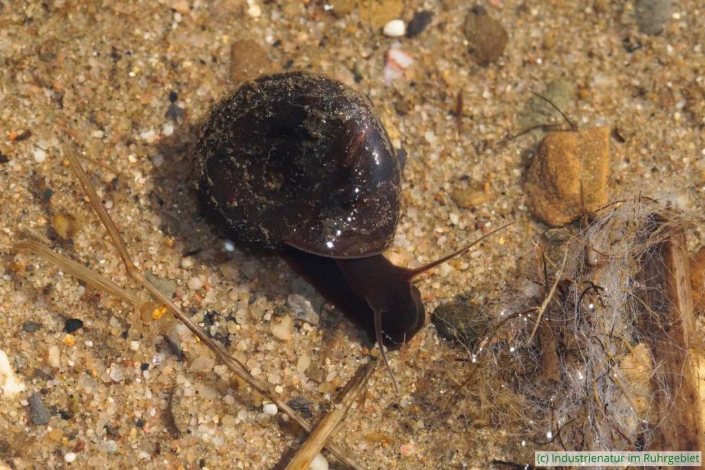 Posthornschnecke (Planorbarius corneus), Schurenbachhalde, 29.09.2024