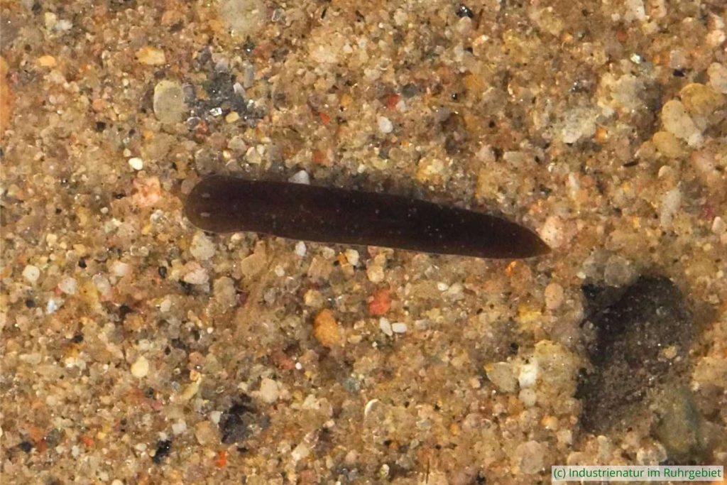 Schmidtea sp., Schurenbachhalde, 29.09.2024