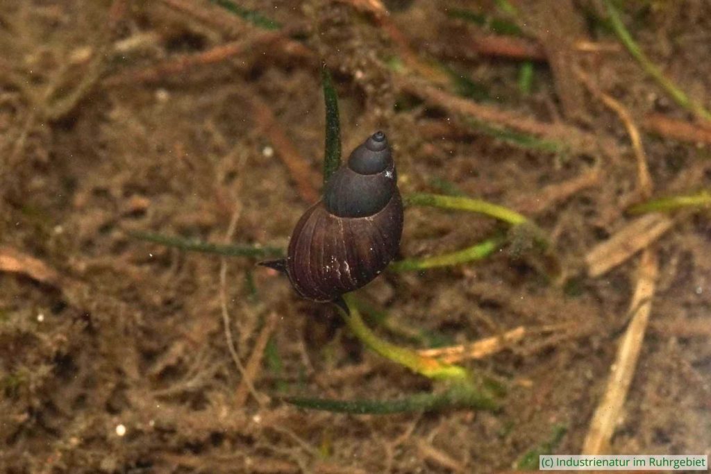 Spitze Schlammschnecke (Lymnaea stagnalis), Schurenbachhalde, 01.03.2025