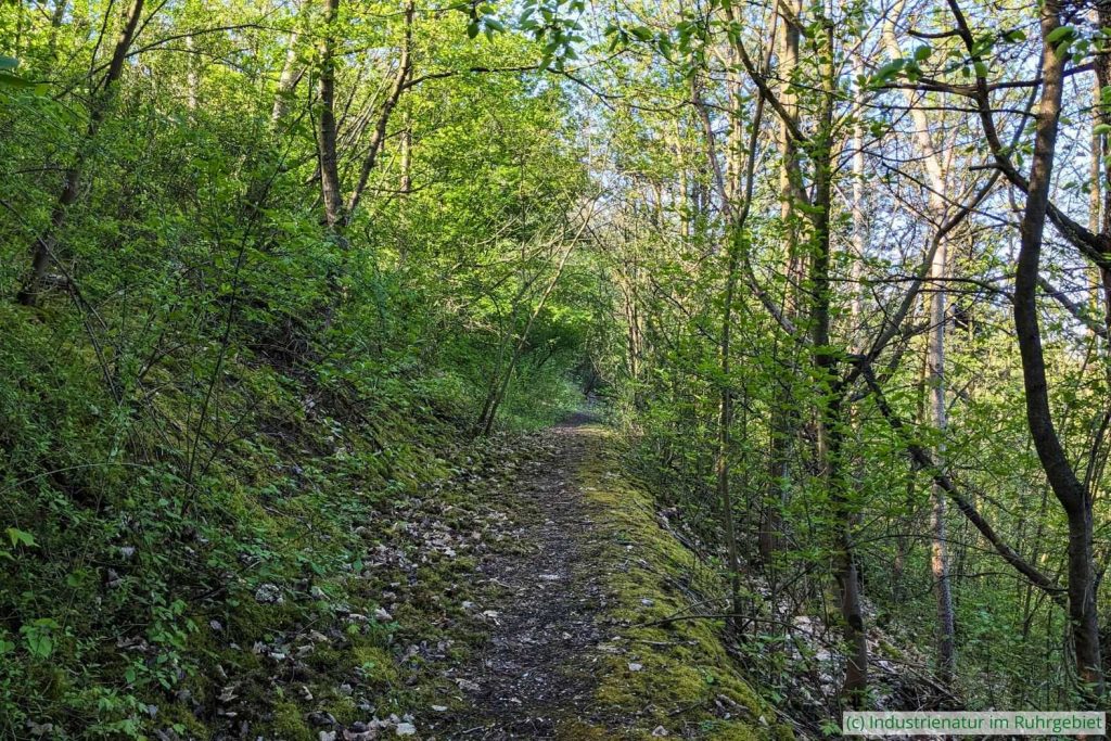 Schmaler Pfad im Industriewald, Schurenbachhalde, 15.04.2025