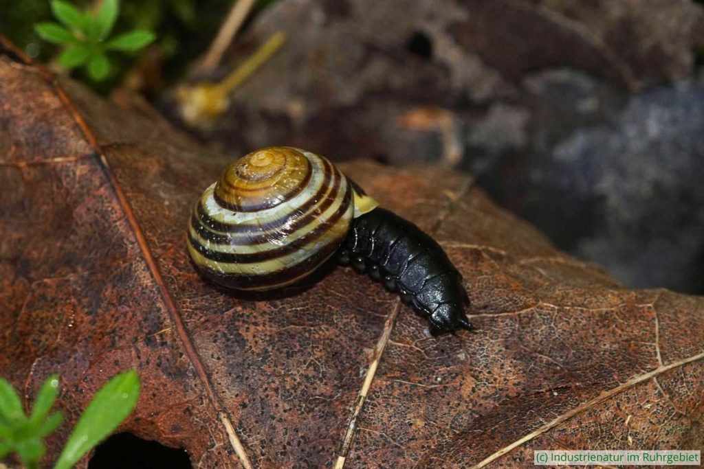 Gegen die Larve des Schwarzen Schneckenjägers (Phosphuga atrata) hat die Garten-Bänderschnecke (Cepaea hortensis) keine Chance, Schurenbachhalde, 15.04.2025