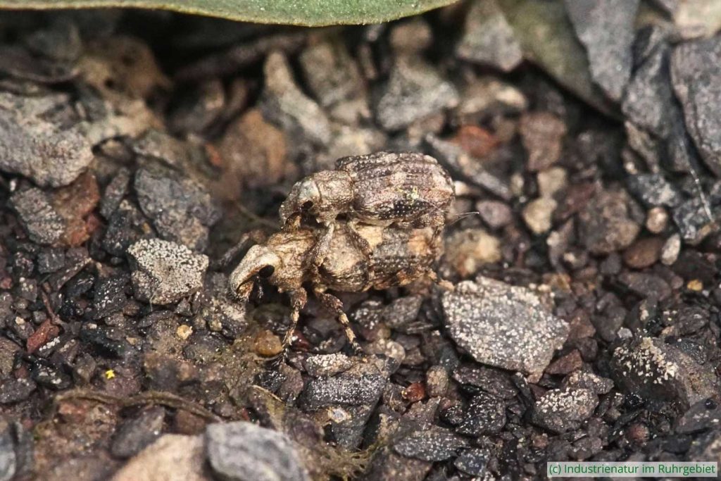 Gronops lunatus, Schurenbachhalde, 15.04.2025