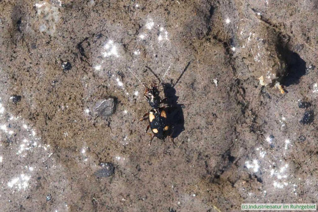 Glatter Vierfleck-Ahlenläufer (Bembidion tetragrammum), Schurenbachhalde, 14.05.2025