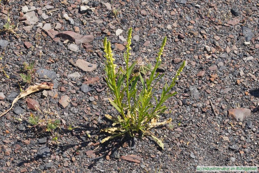Färber-Wau (Reseda luteola), Schurenbachhalde, 14.05.2025