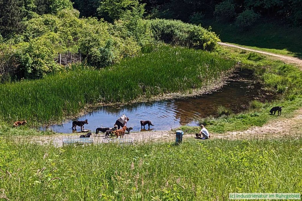 Was für Hunde sicher toll ist, kann der Natur bedauerlicherweise schaden, Schurenbachhalde, 14.05.2025