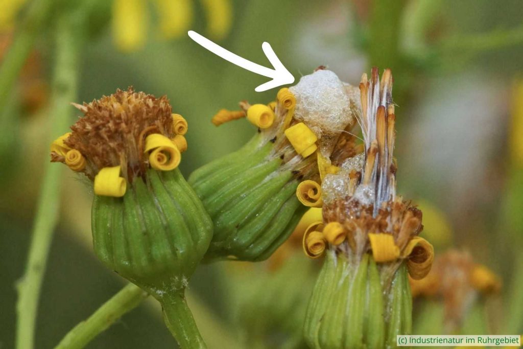 Durch eine Larve von Botanophila seneciella verursachte Pflanzengalle am Blütenköpfchen des Schmalblättrigen Greiskrauts (Senecio inaequidens), Westpark Bochum, 16.07.2022