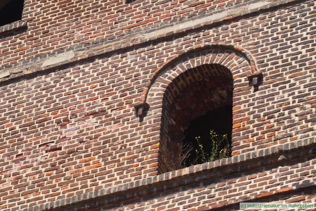 In Spalten und Ritzen von Mauern findet das Schmalblättrige Greiskraut (Senecio inaequidens) Halt, Zeche Ewald, 20.06.2025