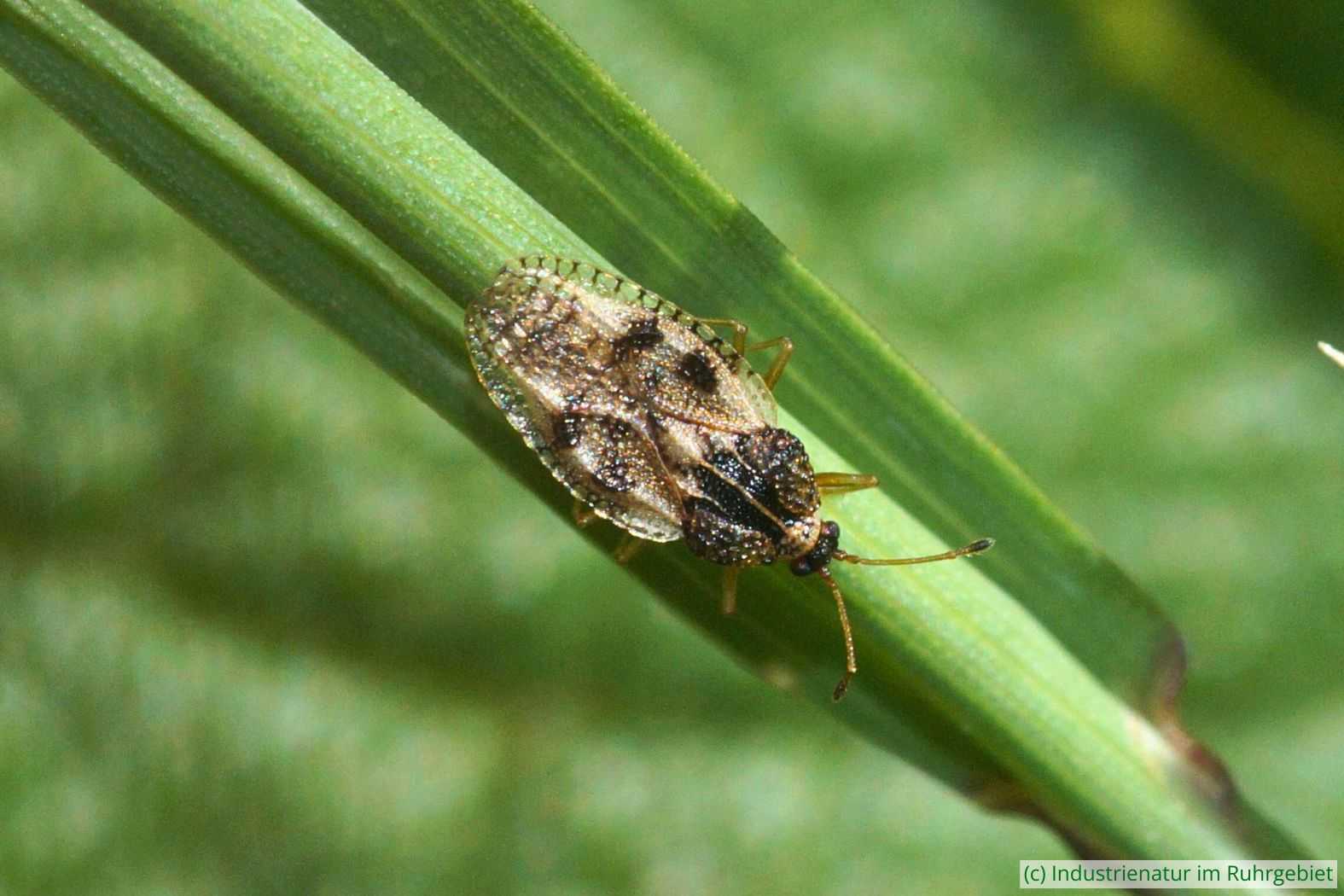 Beinwell-Netzwanze (Dictyla humuli), Zeche Nachtigall, 30.06.2023