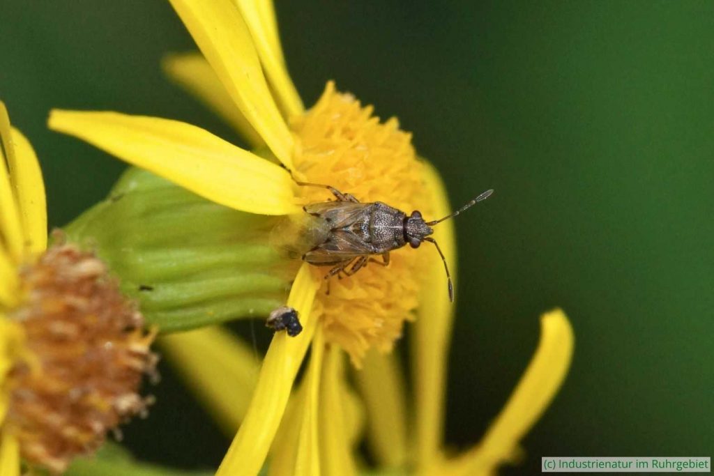 Greiskraut-Bodenwanze (Nysius senecionis), UNESCO-Welterbe Zollverein, 24.07.2021