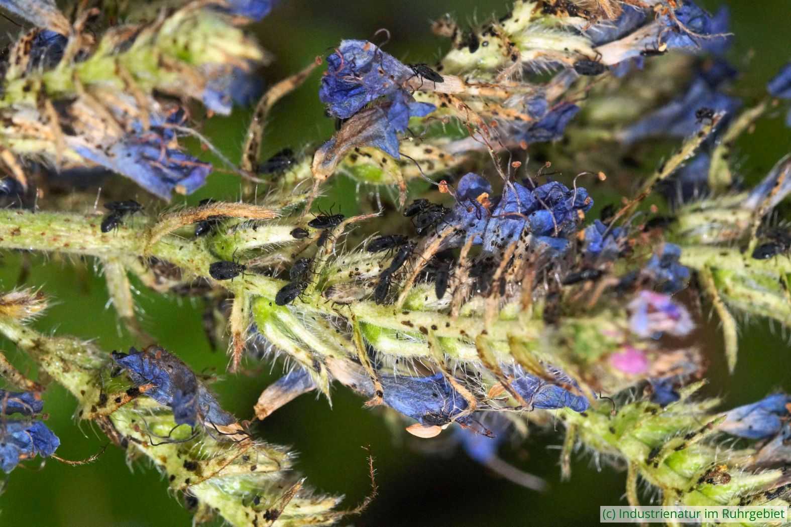 Dieser Gewöhnliche Natternkopf (Echium vulgare) ist infolge einer sehr starken Besiedlung durch die Natternkopf-Netzwanze (Dictyla echii) deutlich gezeichnet: die Blüten wirken welk und die grünen Pflanzenteile zeigen viele schwarz Anstichstellen; hier sind hauptsächlich Nymphen zu sehen, UNESCO-Welterbe Zollverein, 27.06.2025