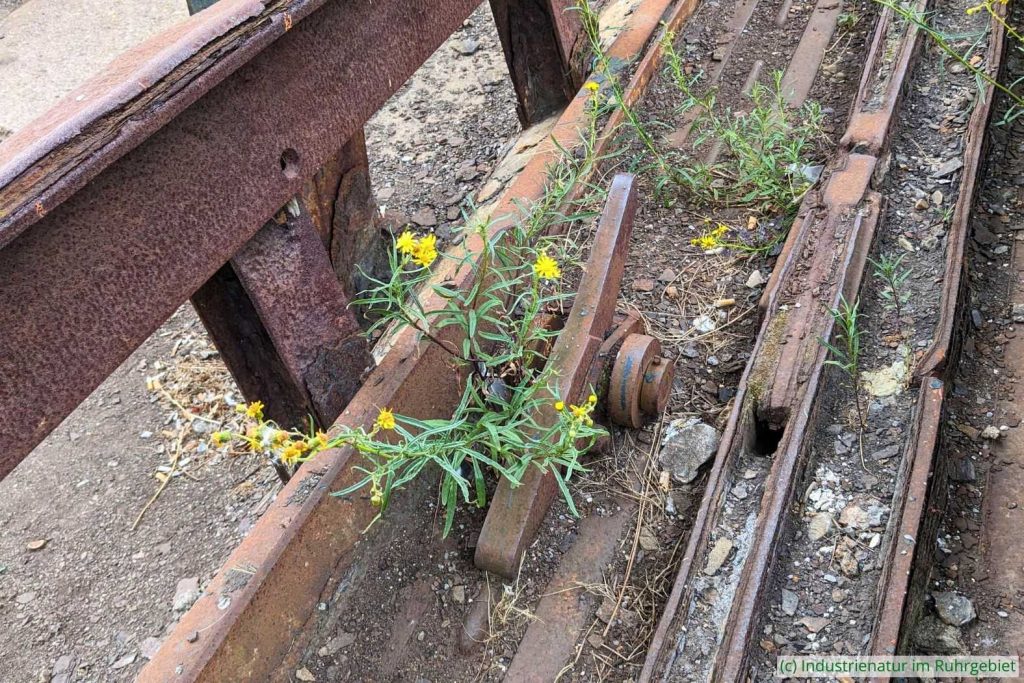 Ein bisschen Boden reicht dem Schmalblättrigen Greiskraut (Senecio inaequidens), UNESCO-Welterbe Zollverein, 27.06.2025