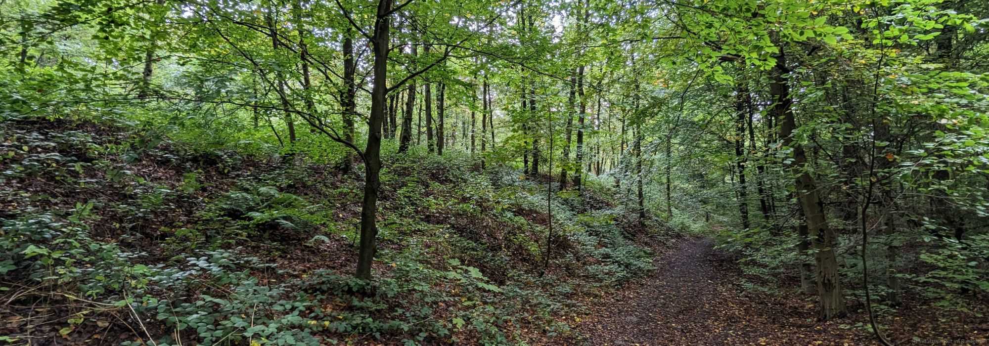 Die Halde Gottfried Wilhelm im Schellenberger Wald, 03.10.2024