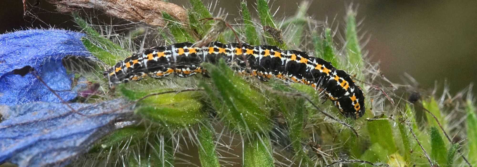 Raupe der Natternkopf-Grasminiermotte (Ethmia bipunctella), Halde Rheinelbe, 11.10.2025