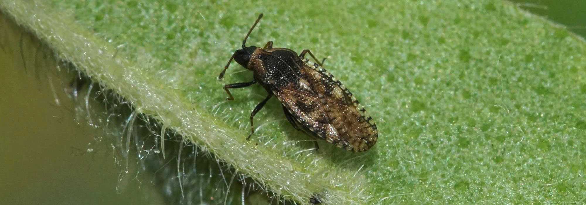 Natternkopf-Netzwanze (Dictyla echii), Kokerei Hansa, 10.06.2022