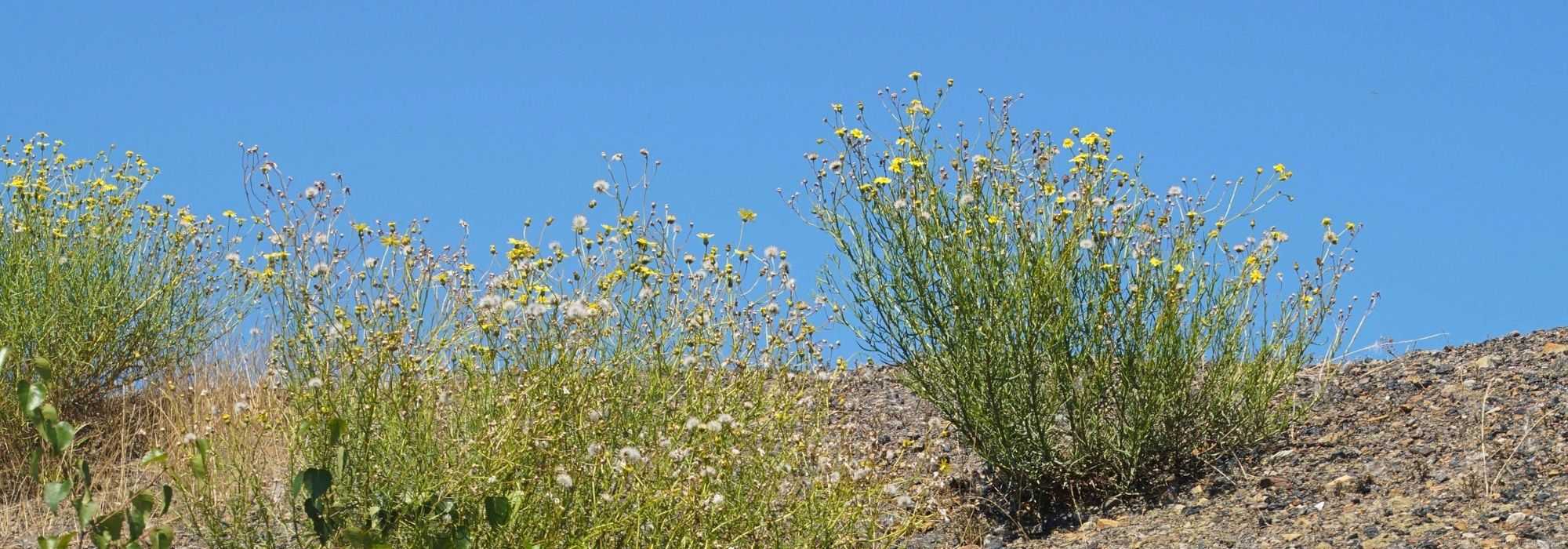 Schmalblättriges Greiskraut (Senecio inaequidens), Halde Rheinelbe, 23.07.2020
