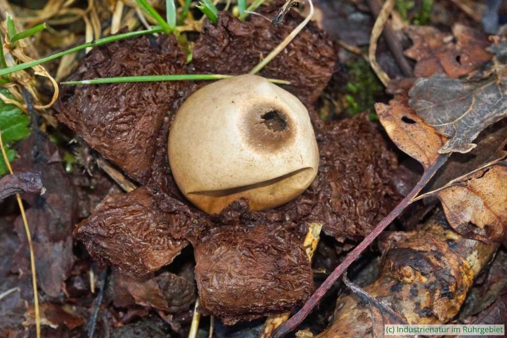Halskrausen-Erdstern (Geastrum triplex), Halde Gottfried Wilhelm, 07.02.2026