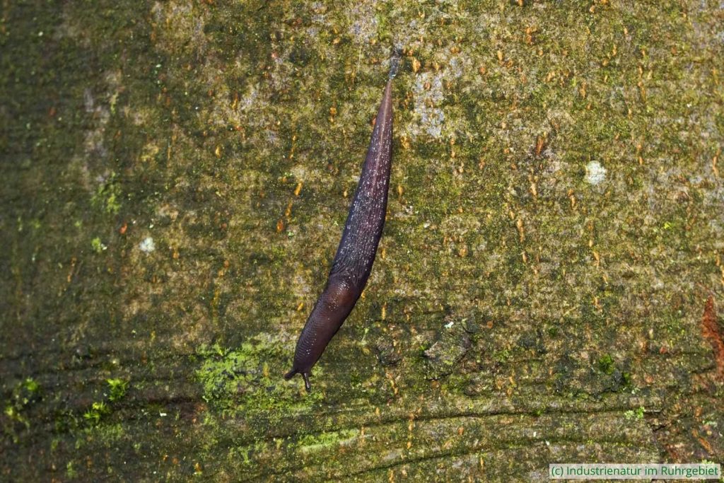 Schwarzer Schnegel (Limax cinereoniger), Halde Gottfried Wilhelm, 07.02.2026
