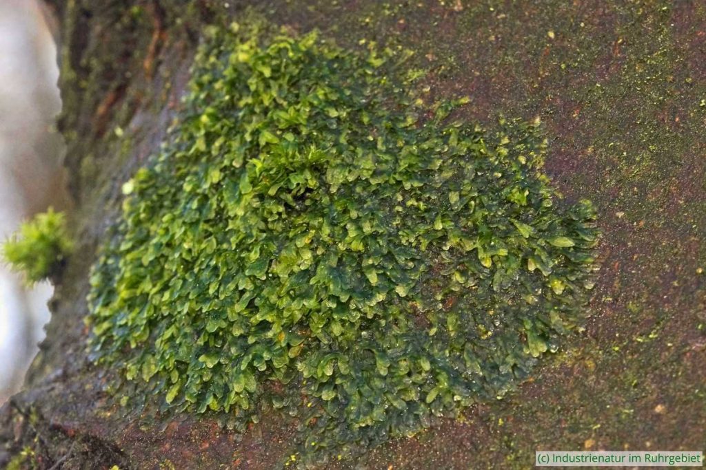 Gewöhnliches Igelhaubenmoos (Metzgeria furcata), Halde Gottfried Wilhelm, 07.02.2026