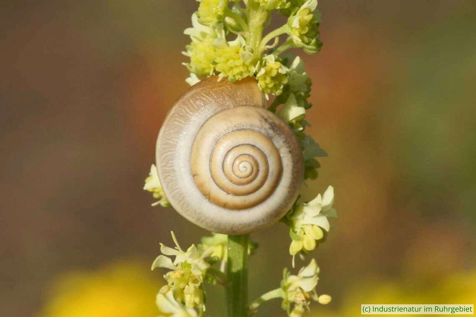 Kartäuserschnecke (Monacha cartusiana), Brache Neue Mitte II, 10.09.2016