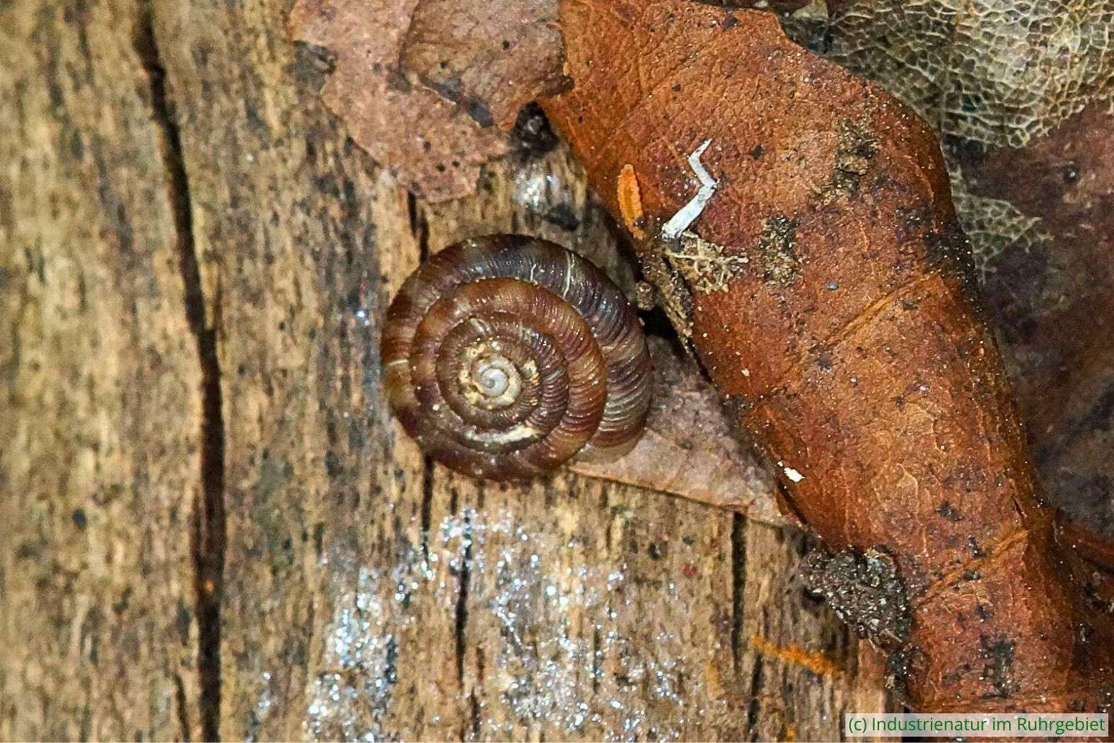Gefleckte Schüsselschnecke (Discus rotundatus), NSG Emscherbruch mit Ewaldsee, 25.04.2021