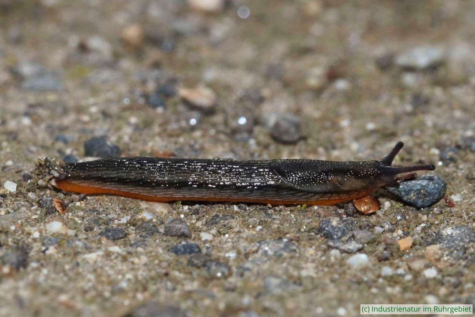 Artenkomplex Gemeine Wegschnecke/Garten-Wegschnecke (Arion distinctus/hortensis), Gleispark Frintrop, 16.09.2016