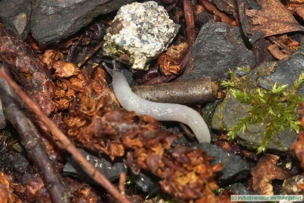Wurmnacktschnecke (Boettgerilla pallens), Gleispark Frintrop, 22.05.2024