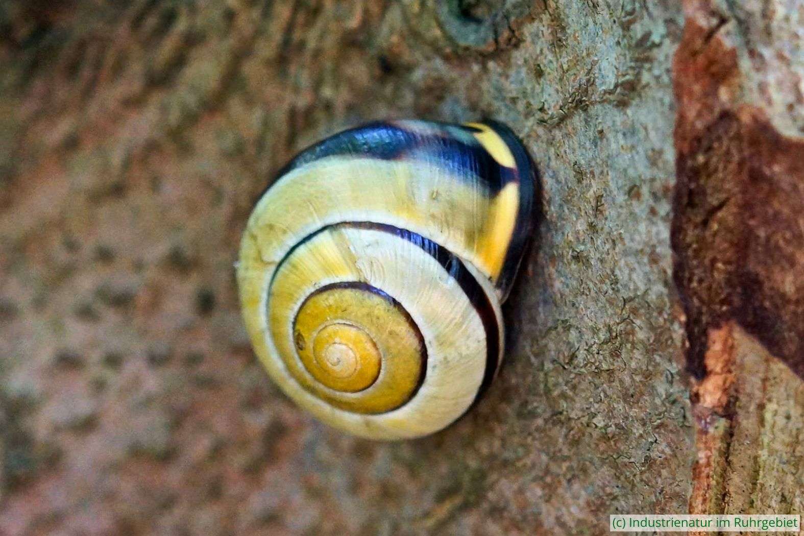Hain-Bänderschnecke (Cepaea nemoralis), Halde Großes Holz, 02.08.2015
