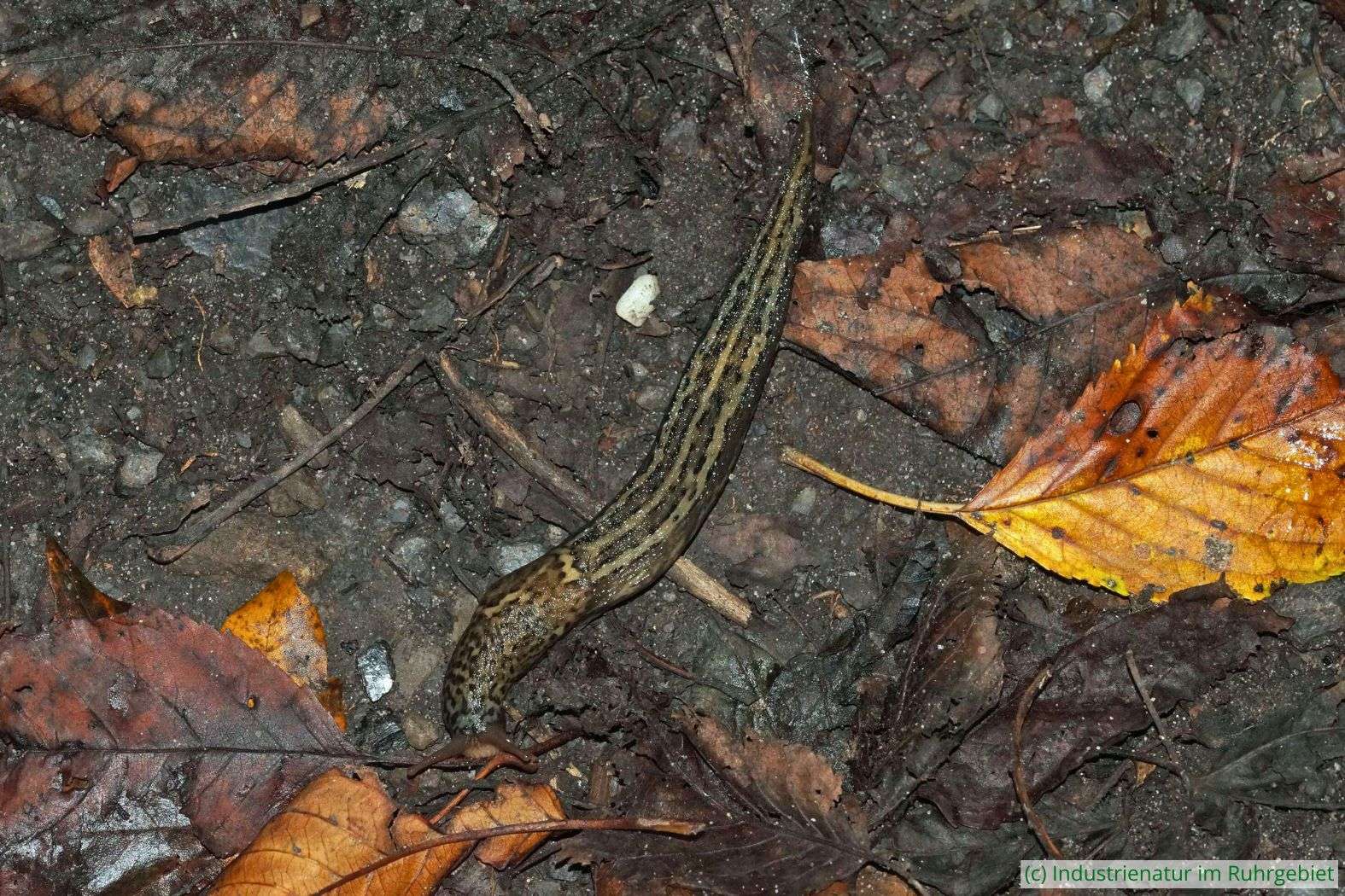 Tigerschnegel (Limax maximus), Halde Haniel, 10.09.2024