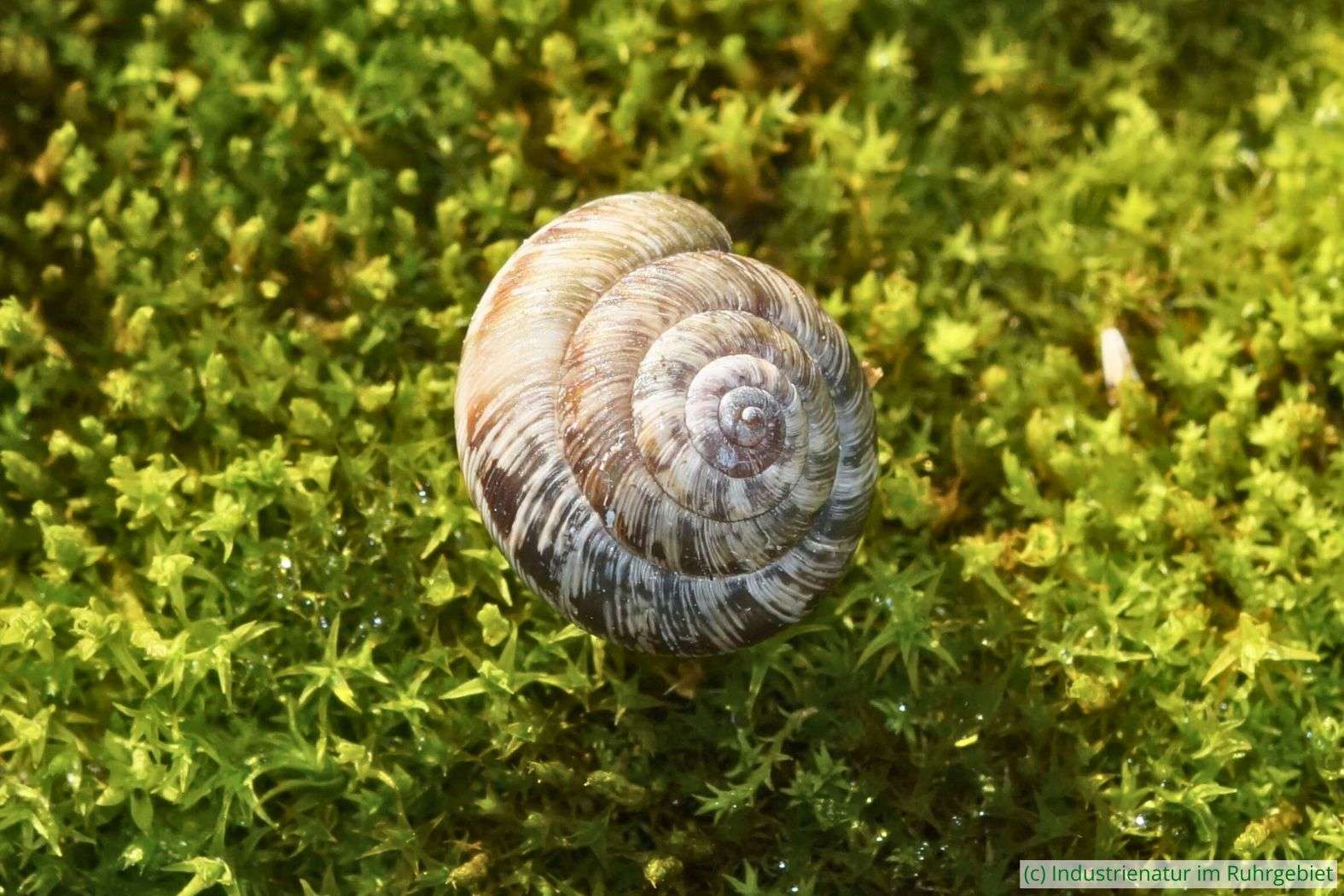 Gefleckte Heideschnecke (Candidula intersecta), Halde Hoheward, 03.11.2024