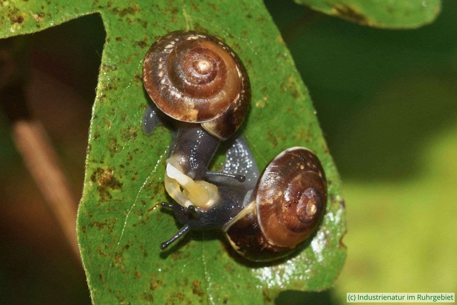 Zwei Kantige Laubschnecken (Hygromia cinctella) bei der Paarung, Halde Hoppenbruch, 26.10.2024