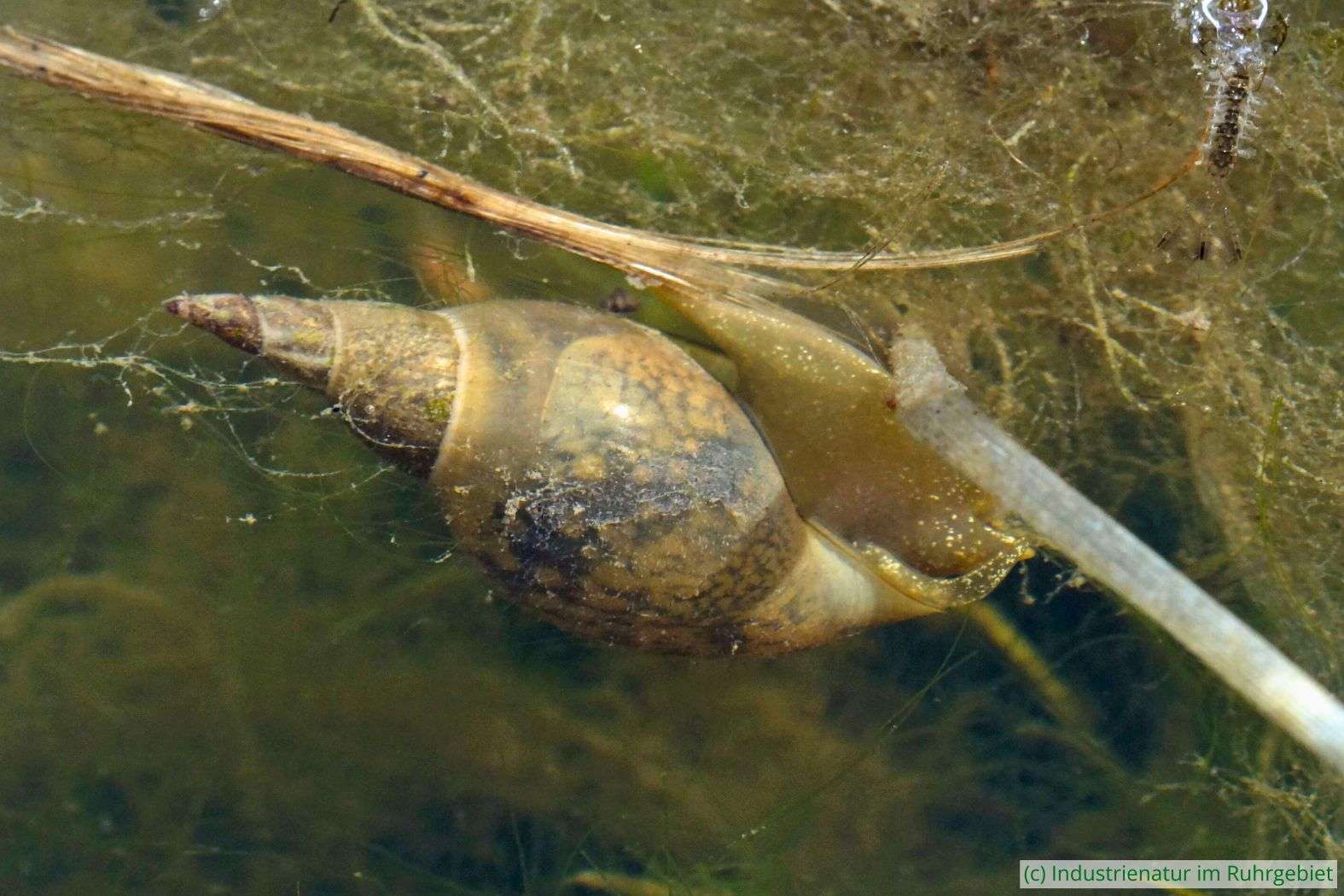 Spitzschlammschnecke (Lymnaea stagnalis), Halde Rheinelbe, 06.05.2022
