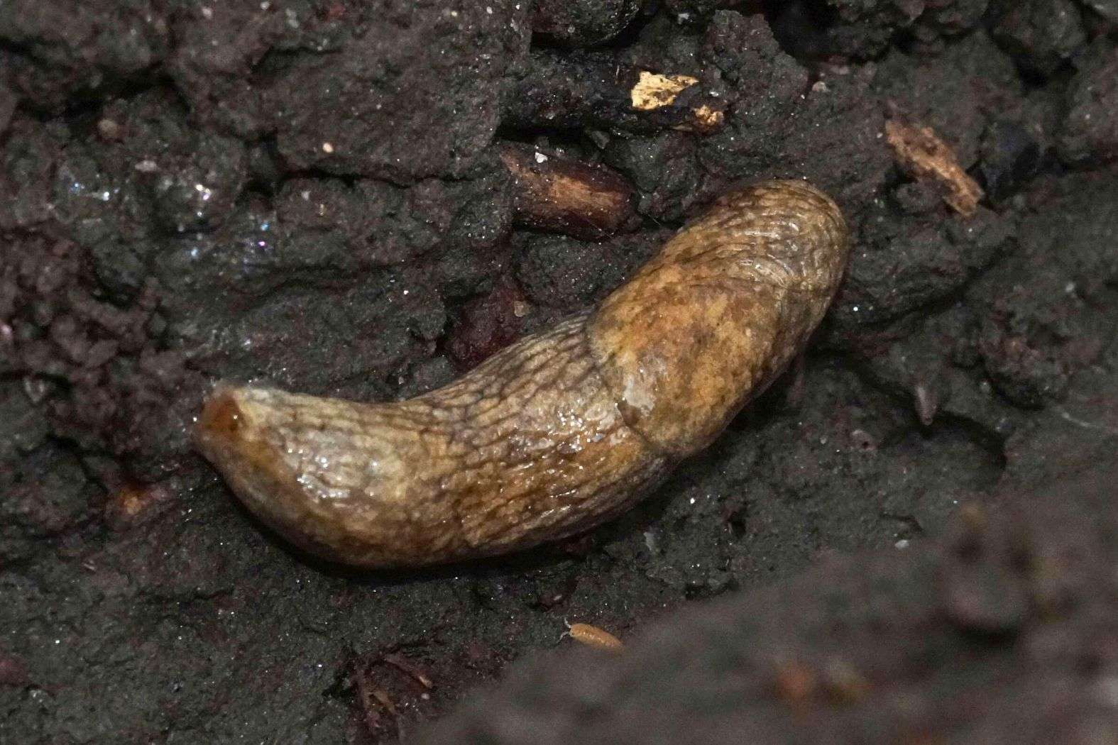 Genetzte Ackerschnecke (Deroceras reticulatum), Halde Rheinelbe, 18.04.2023