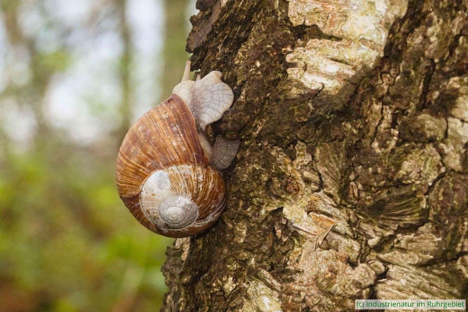 Weinbergschnecke (Helix pomatia), Halde Rheinelbe, 05.04.2024