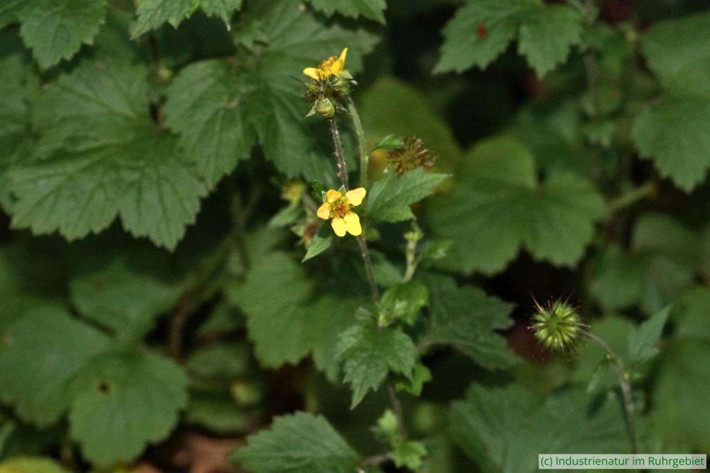 Echte Nelkenwurz (Geum urbanum), Halde Zollverein 4/11, 11.07.2020