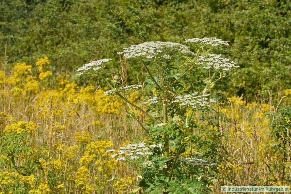 Wiesen-Bärenklau (Heracleum sphondylium), Halde Zollverein 4/11, 11.07.2020
