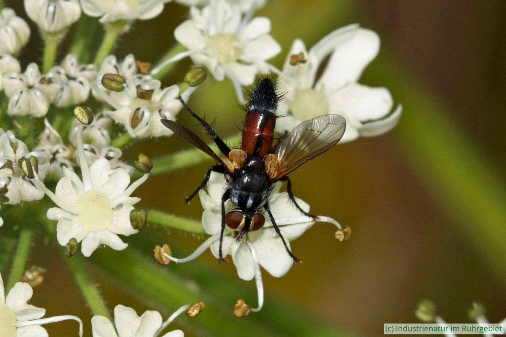 Brullaea ocypteroidea, Halde Zollverein 4/11, 11.07.2021