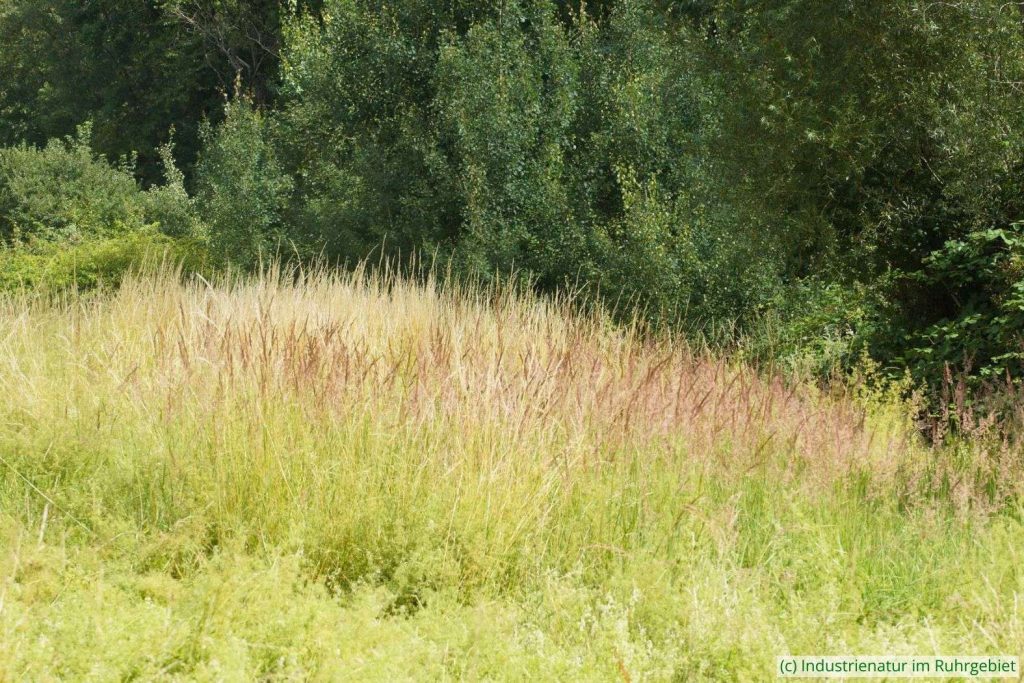 Land-Reitgras (Calamagrostis epigejos), Halde Zollverein 4/11, 11.07.2020