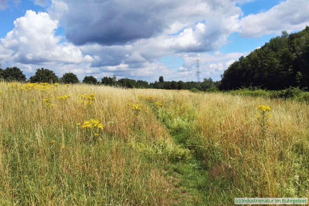 Die große Wiese im Sommer, Halde Zollverein 4/11, 11.07.2020